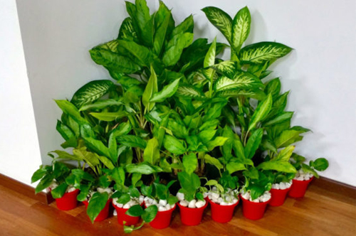 Indoor & Outdoor Plant Hire Chennai